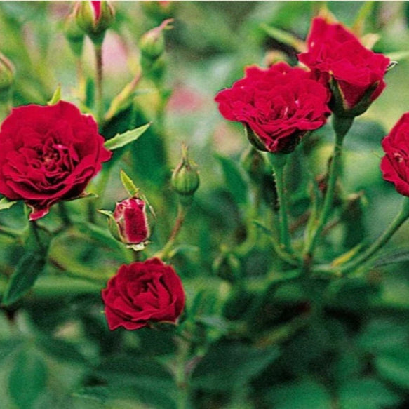 Elegant Climbing Rose Flower Seeds