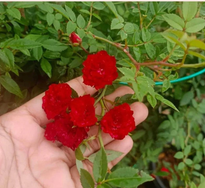 Elegant Climbing Rose Flower Seeds